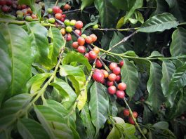 Atasi Kendala Petani Kopi, Dinas TPHBun Bali Gelar Aksi Pengendalian OPT Kopi