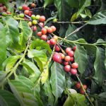 Atasi Kendala Petani Kopi, Dinas TPHBun Bali Gelar Aksi Pengendalian OPT Kopi